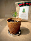 Christmas Tree Garden In A Bag