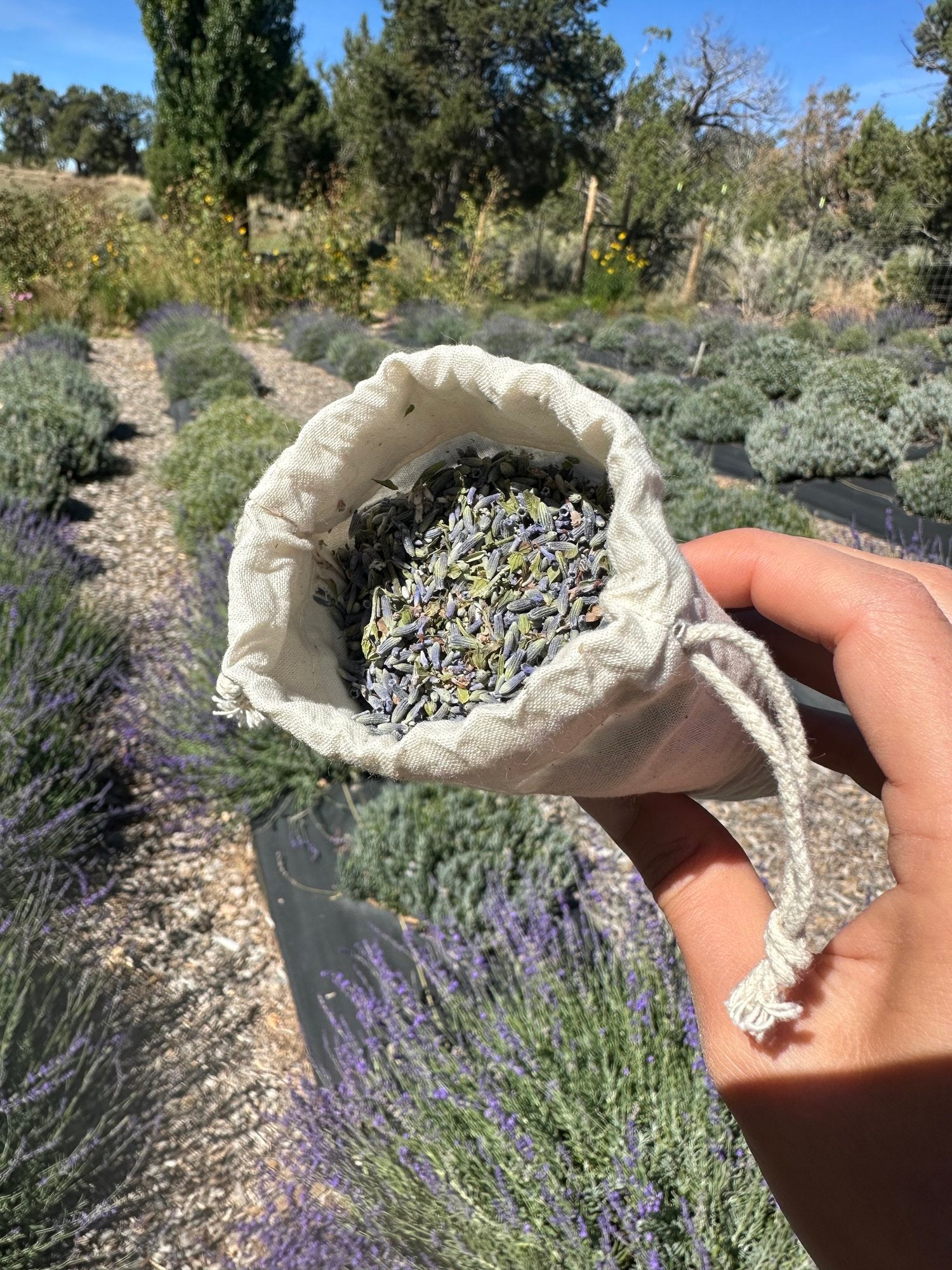 sachet lavender plant Lavender Sachet – Hook Telluride